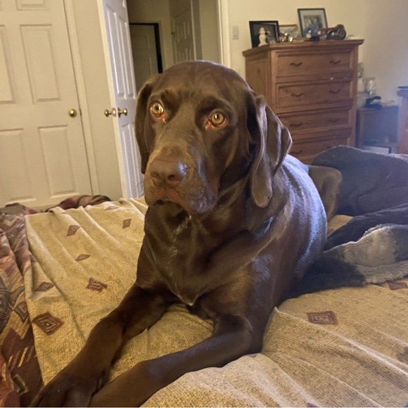 Meet Bailey Part 2 we have 2nd cat—Jaycee pics coming soon. She was my moms - Picture 1 of 16